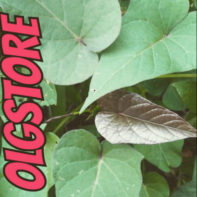 

Jual daun UBI