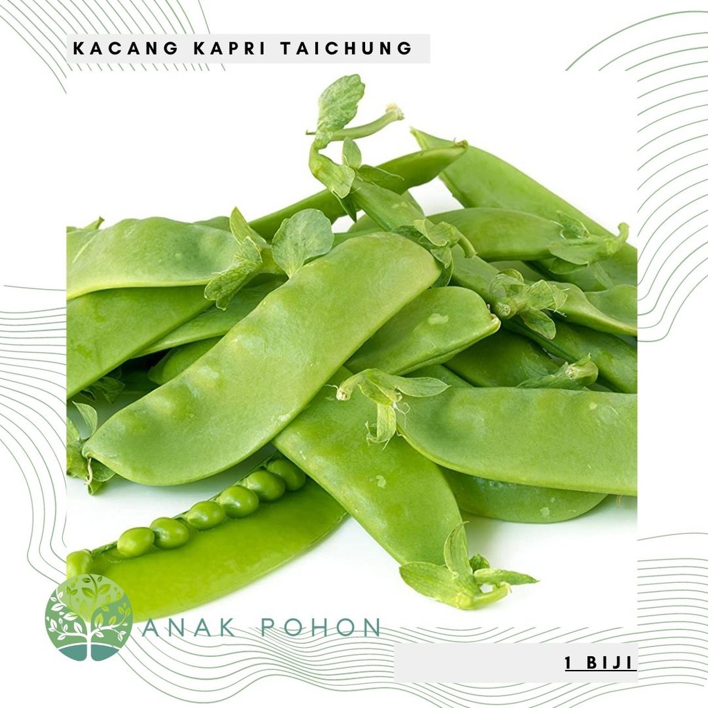 Benih Bibit Biji - Kacang Kapri Polong Pipih Snow Pea Taichung No. 11 Seeds - Panen Dalam 65 Hari