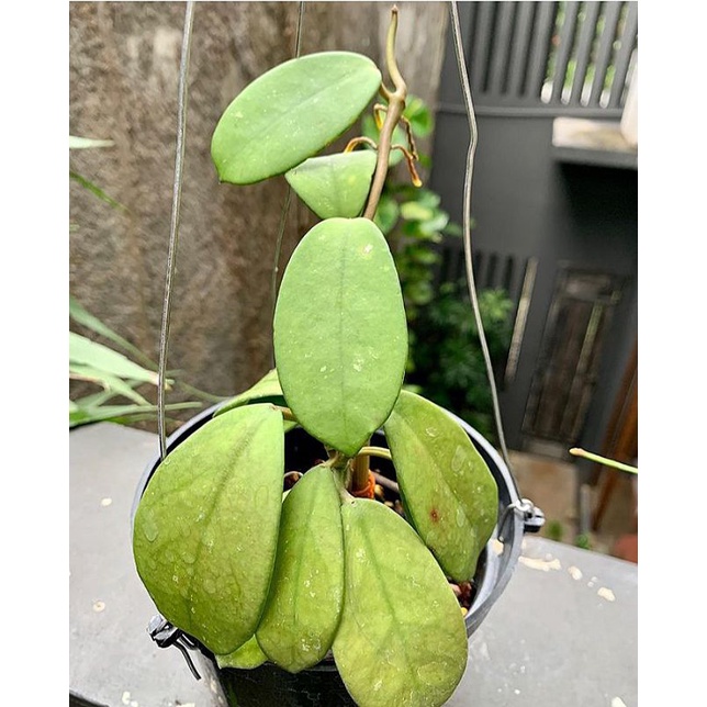 hoya gunung sp