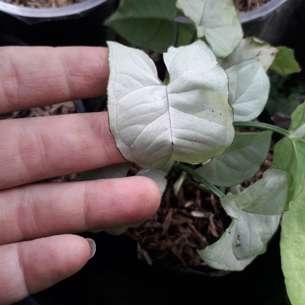 Tanaman Hias Syngonium Salju