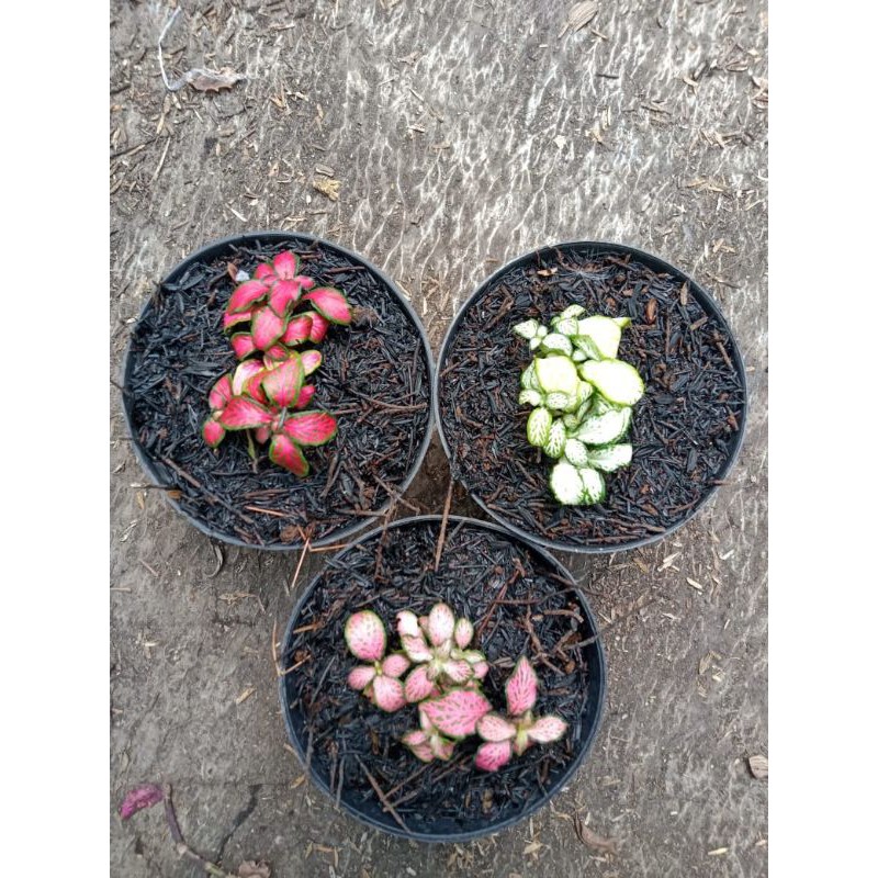tanaman hias fittonia import / pitonia / fitonia