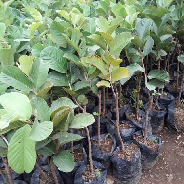 Jambu biji Red diamond murah