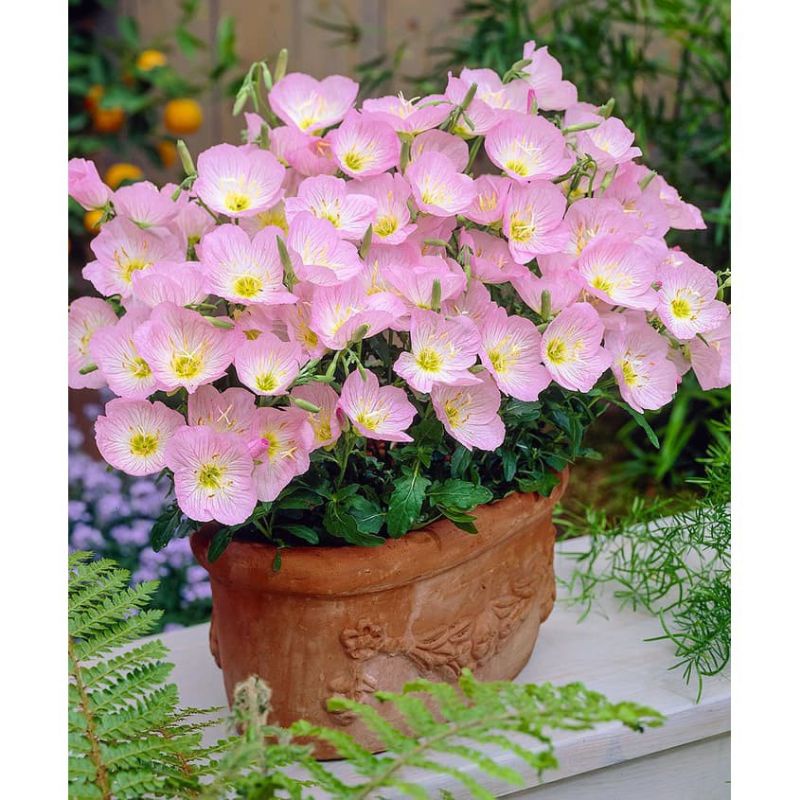 5 Biji Benih Bibit Bunga Langka Petunia Colorful Termurah Mudah Hidup Warna Menarik Mudah Hidup-Pink Evening
