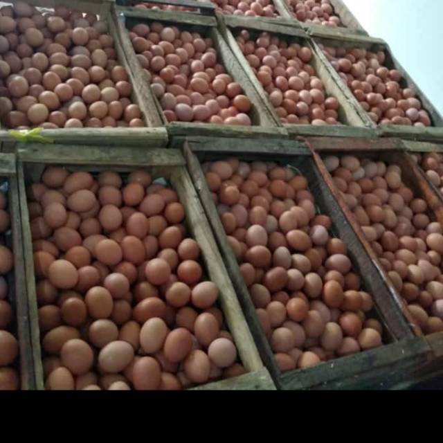 

Telur