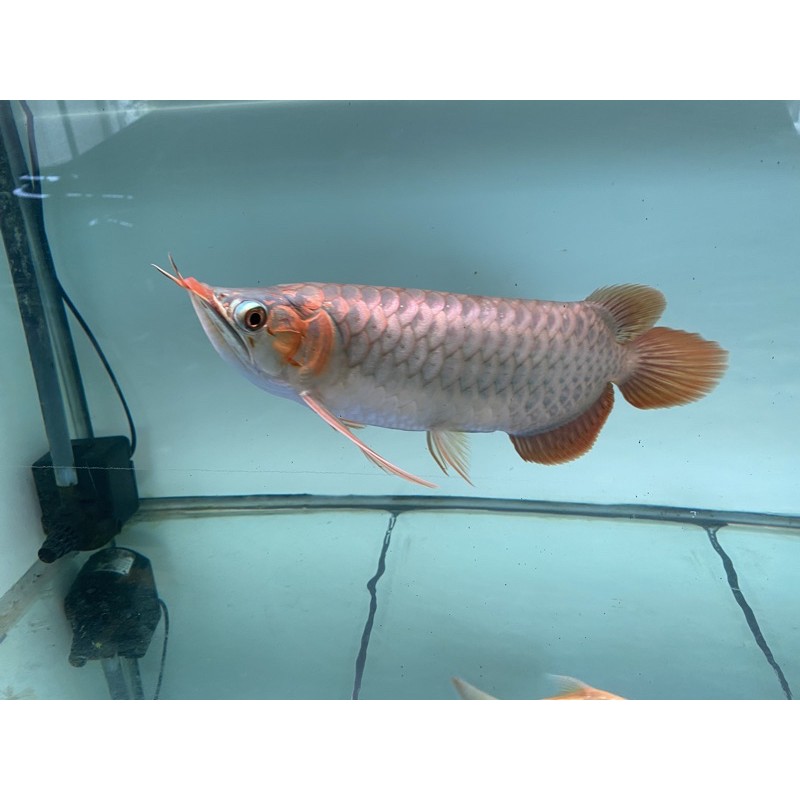 Arwana/Arowana Super Red Sumo Body 30-35Cm