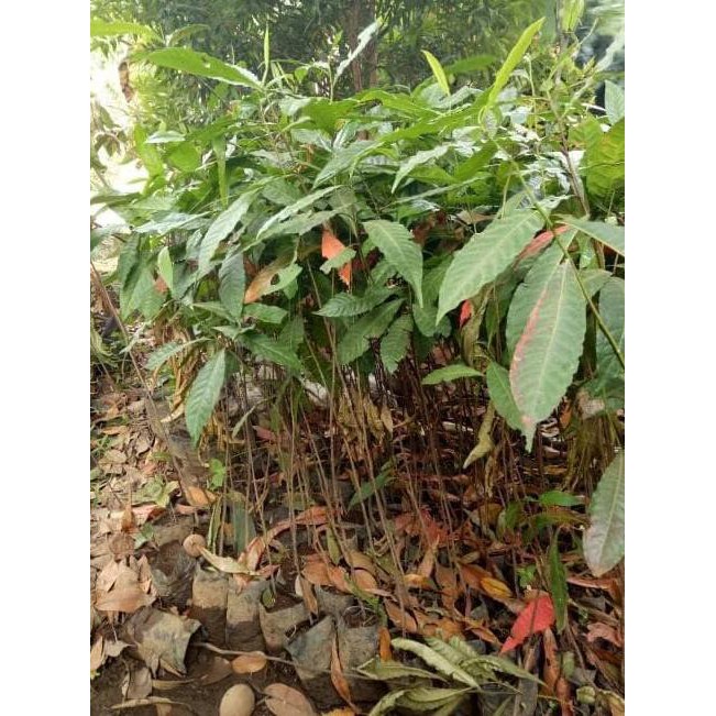 JUAL 5 BIBIT POHON KAYU JENITRI / GENITRI SUPER BIBIT / BIJI / BENIH TR3ND