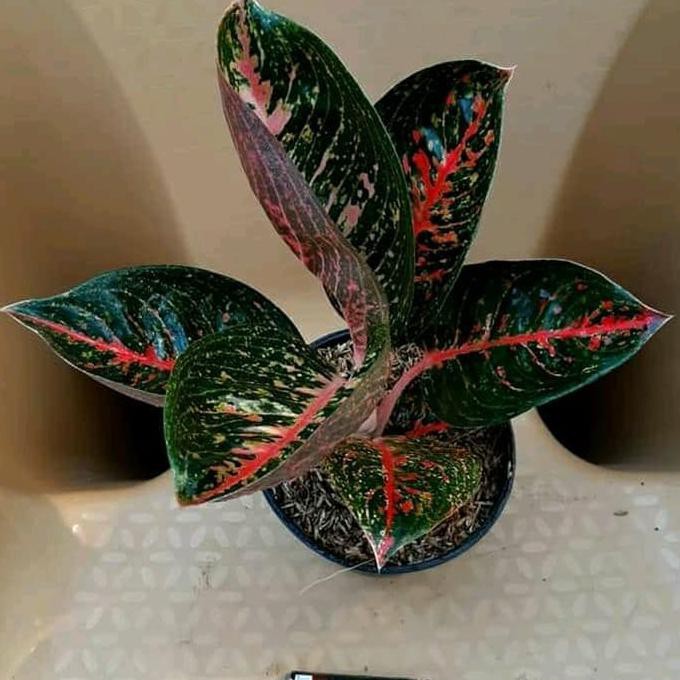 Tanaman Hias Aglonema Adelia - Aglo