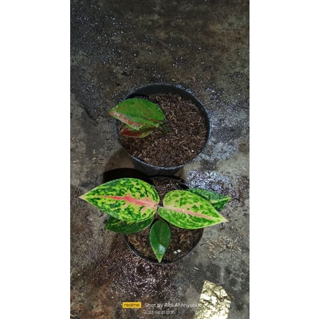 paket 2 pohon aglonema mahaseti dan ayunindi size beby