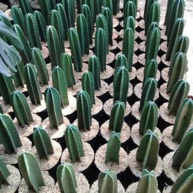 Pohon Kaktus - Tanaman Hias Bibit Pohon Kaktus