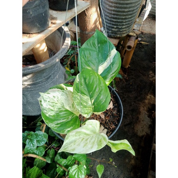 SIRIH GADING MANJULA DAUN 4-7 +POT