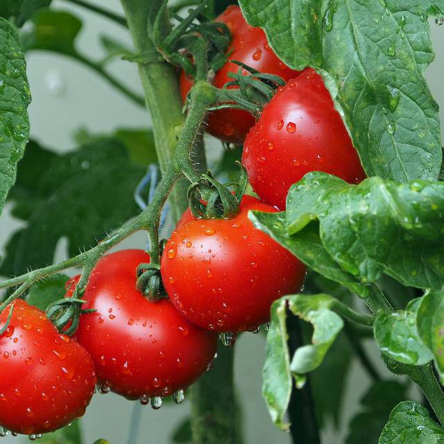 Bibit Tomat KANI F1 1/2 gr isi 280 biji