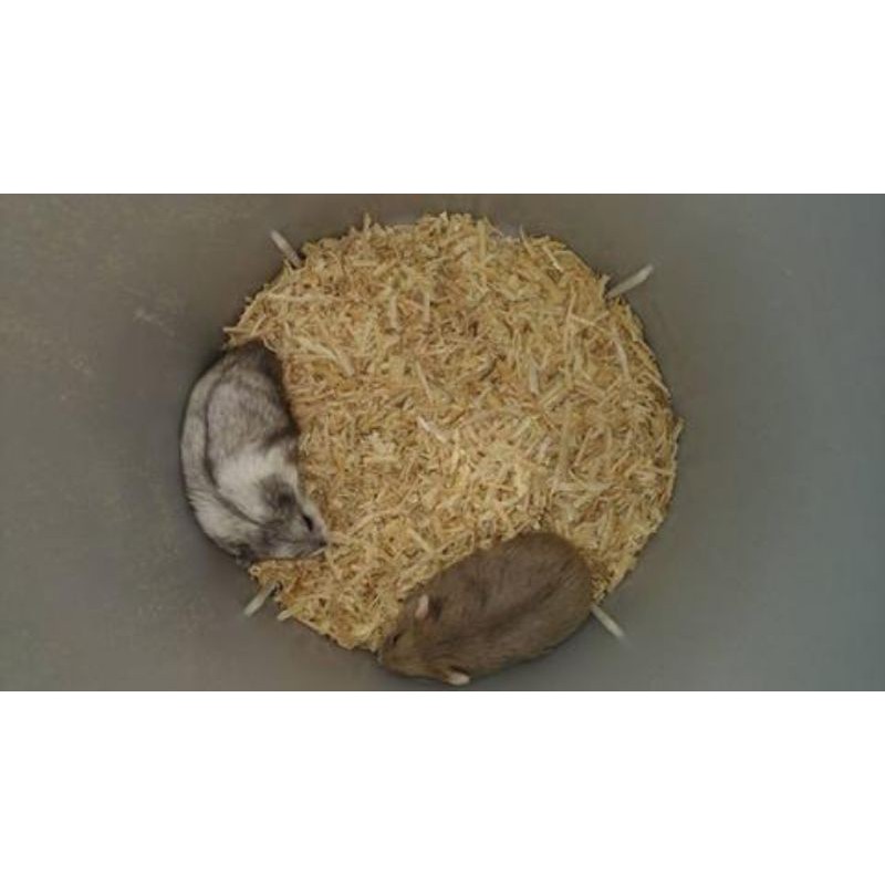 ojek only | Hamster campbell indukan