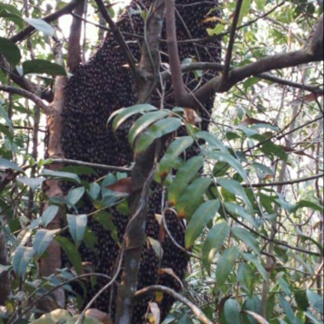 

madu hitam pahit