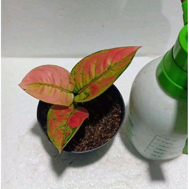 aglonema Ruby compakta mutasi anakan baby, benih_aglonema