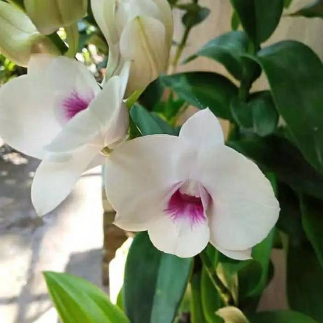 Tanaman hias anggrek dendrobium bunga putih - anggrek bunga putih - anggrek