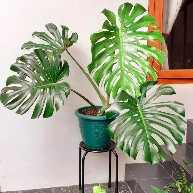 Tanaman hias monstera begonia varigata / monstera varigata / Florist Nursery
