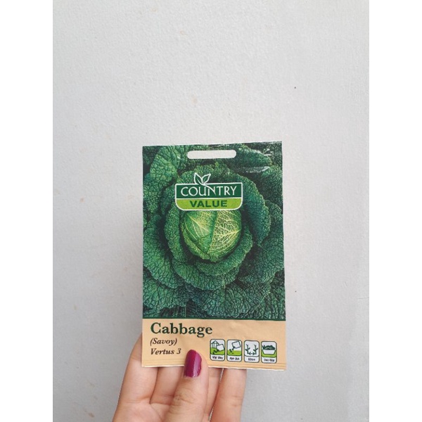 Benih Cabbage Savoy Impor Mr.Fothergills