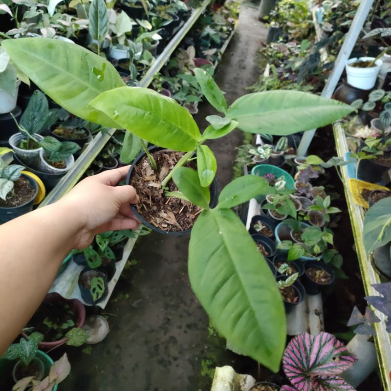 Syngonium auritum atau syngonium kuping kelinci