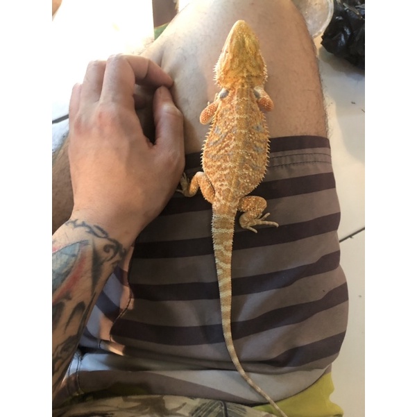 bearded dragon hypo kuku putih