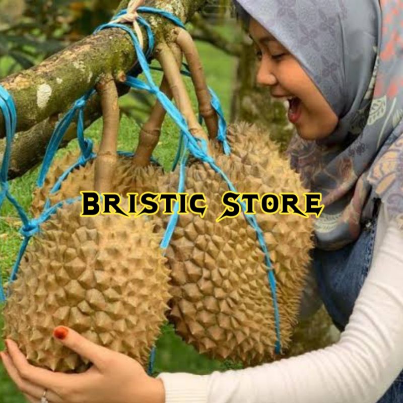 Bibit Durian Monthong Kaki 3 Okulasi Unggul Cepat Berbuah Bisa Ditanam Dipot