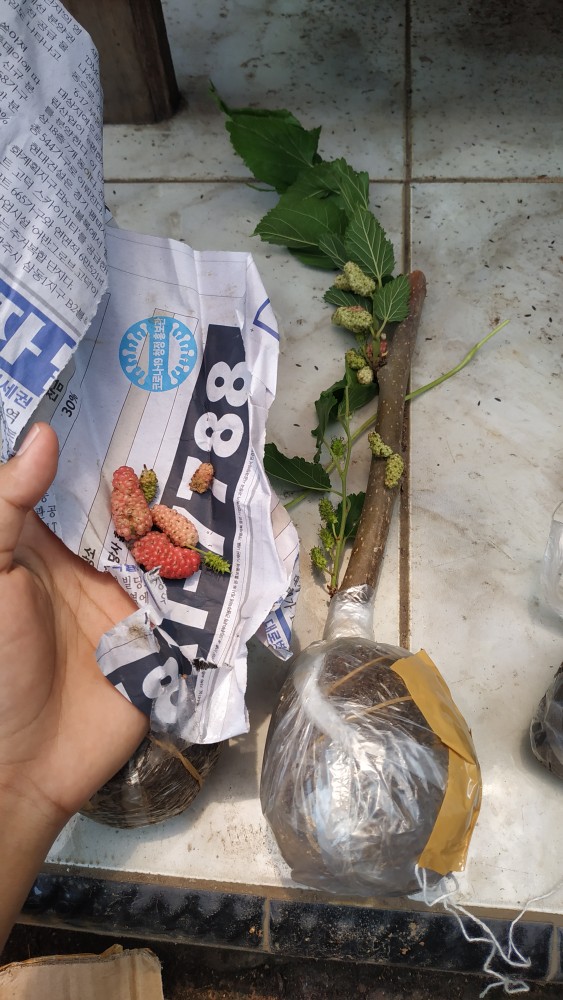 Bibit Murbei Berbuah