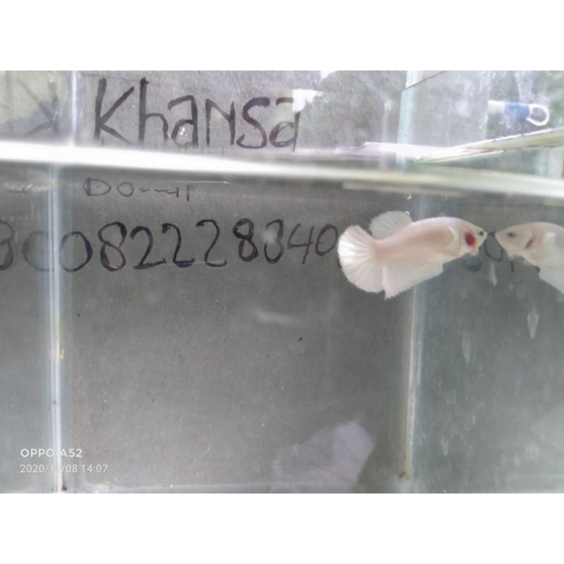 cupang white platinum