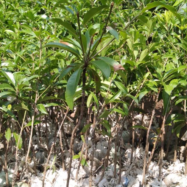 3 paket sawo jumbo okulasi