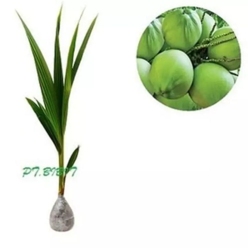 bibit kelapa hijau