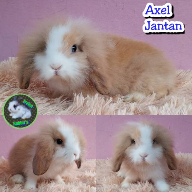 Kelinci fuzzy lop bersih sehat pure Ras asli bukan selingan