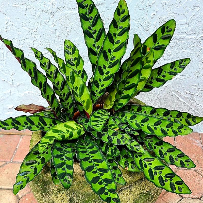 Calathea Lancifolia Bunga Calathea tanaman calathea calathea murah tananan hias calathea calathea cy