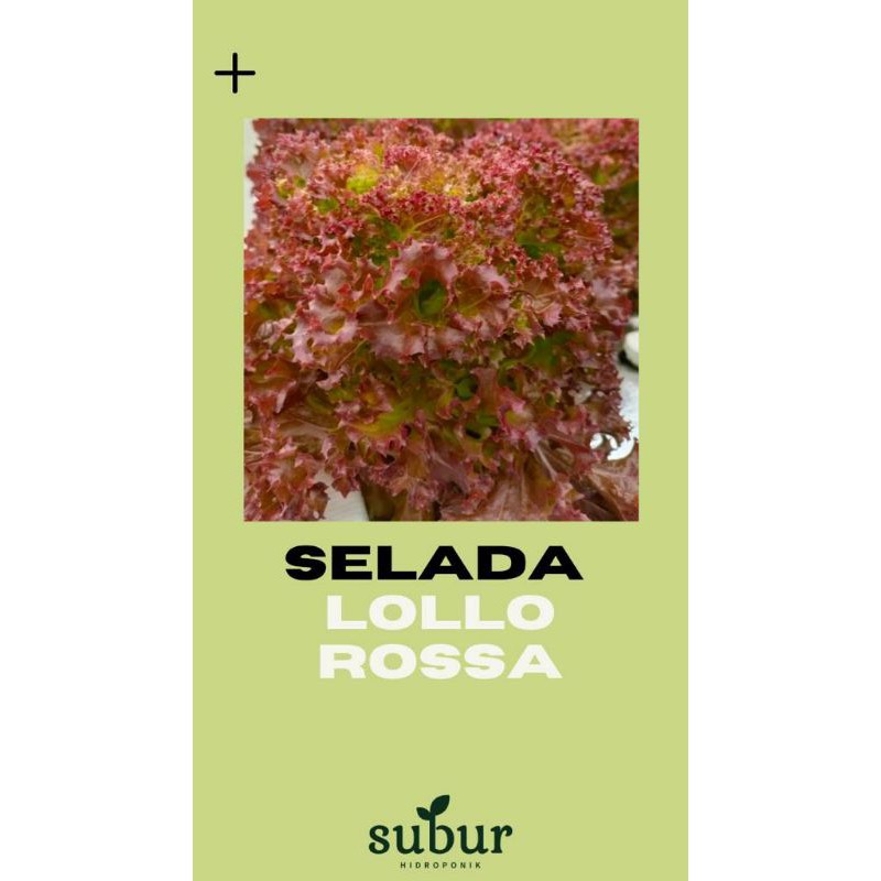 

Selada Lolorossa (250 gr)