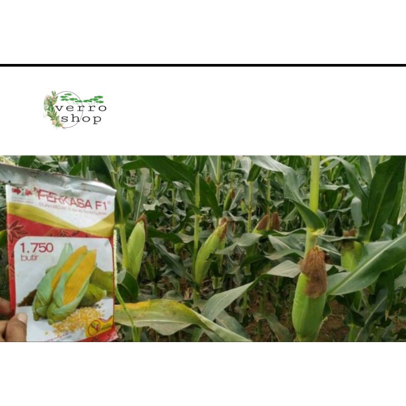 benih jagung manis perkasa f1 isi 1.750 butir dari cap panah merah