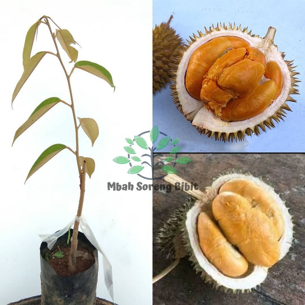 Bibit Durian Ochee Duri Hitam - Bibit Durian Okulasi