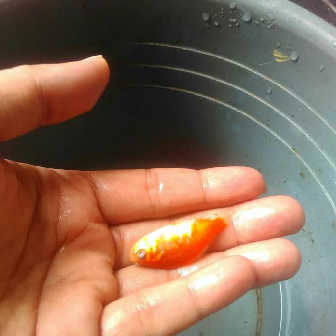 Dijual Anak Ikan Mas Pakan Ikan Predator Terjarmin