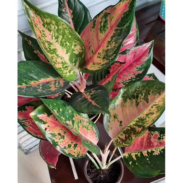Aglonema Tanaman Hias Kochin Hybrid Mutasi Super Jumbo