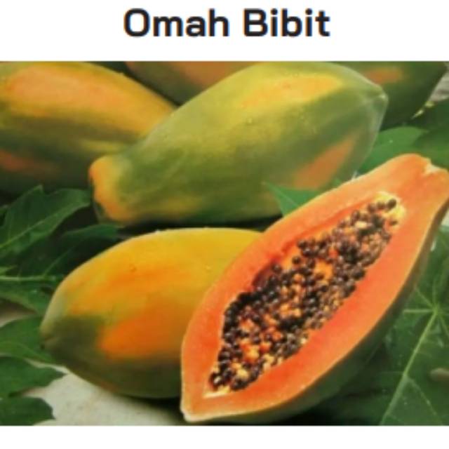 Bibit pepaya bangkok