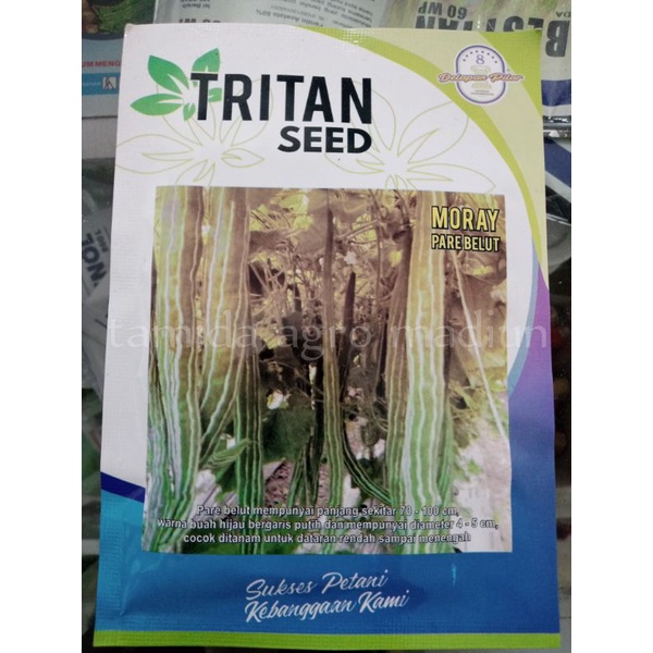 benih bibit pare belut MORAY produksi tinggi