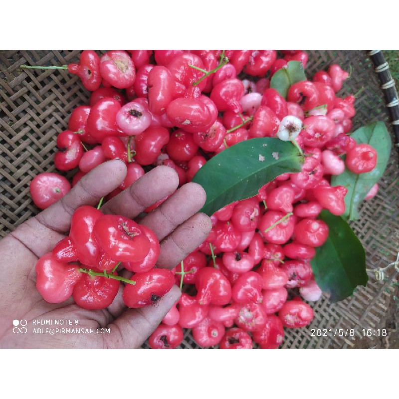 

jambu air lokal