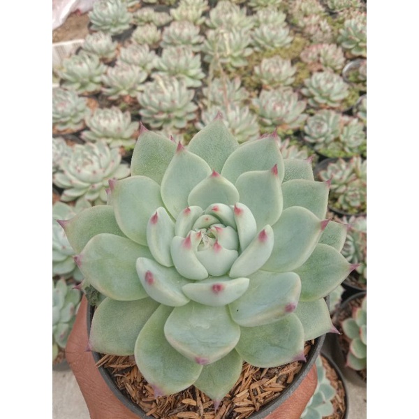 Kaktus Sukulen Echeveria Chihuahuaensis Murah