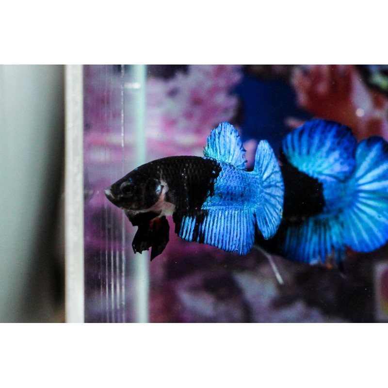 Cupang Avatar BBL Top Grade