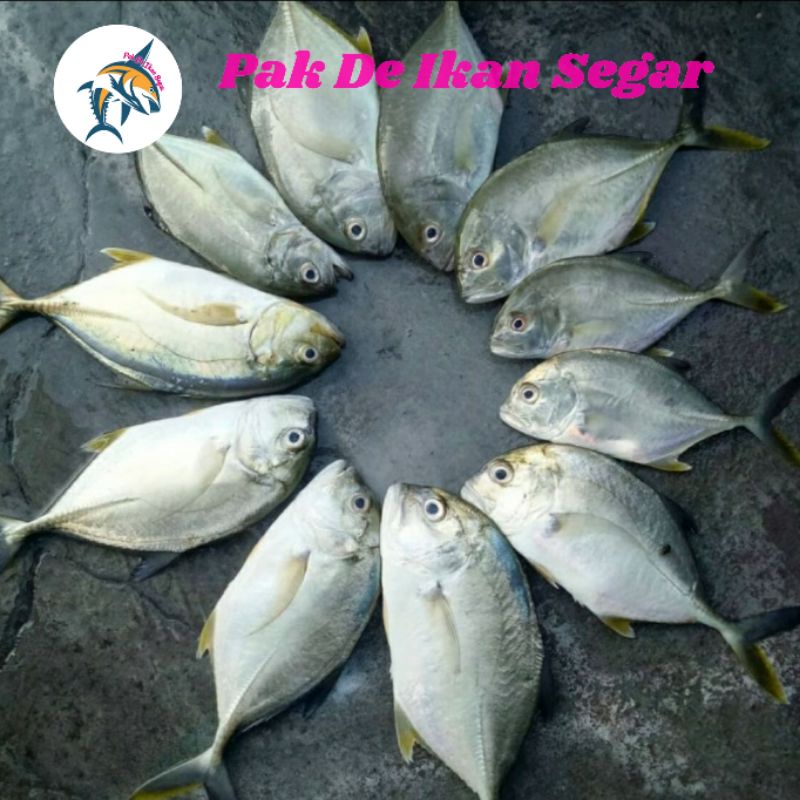 

Ikan Kue Segar. 2-5 ekor per kg