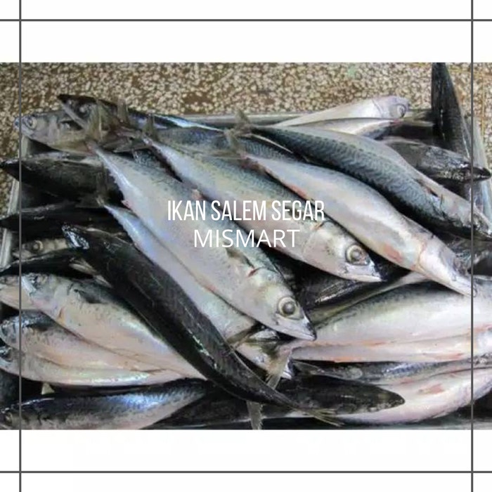 

IKAN SALEM SEGAR - 1kg - 1kg
