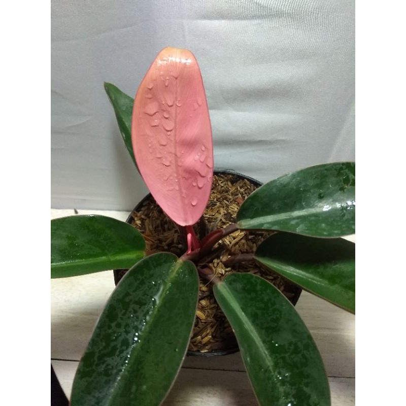 TANAMAN HIAS PHILO PINK CONGO Shopee Indonesia TANAMAN HIAS PHILO PINK CONGO Shopee Indonesia