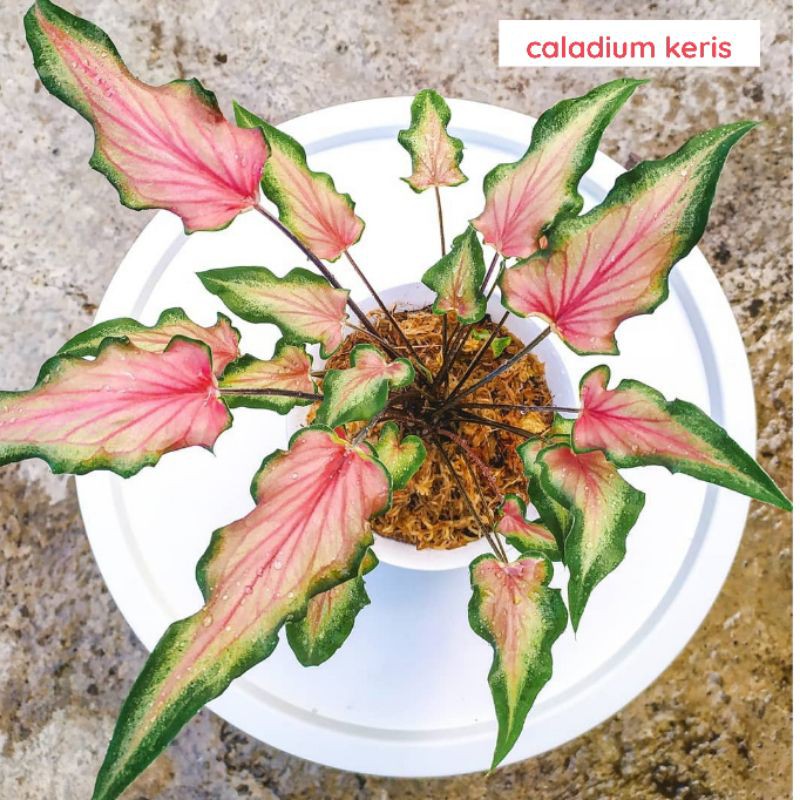 Caladium Keris/Keladi Keris Usia Remaja