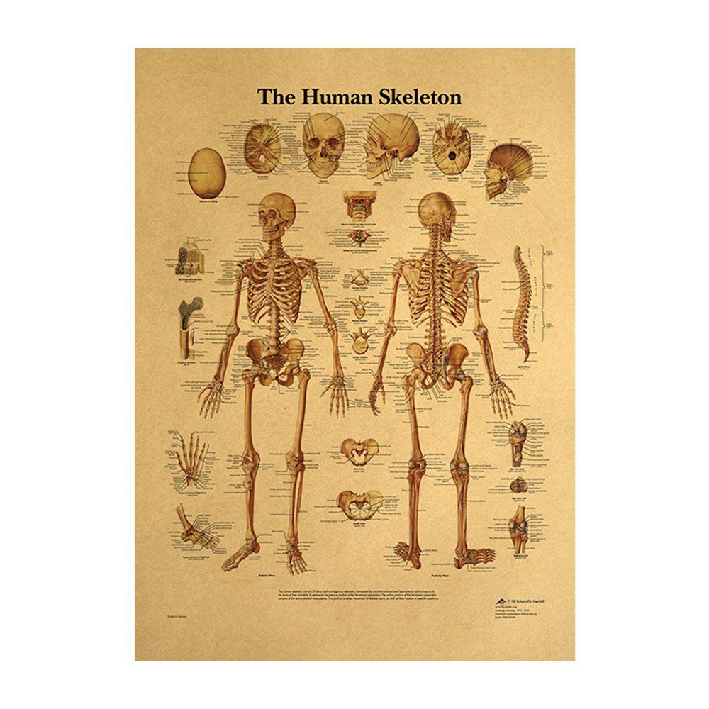 Gambar Anatomi Tubuh Manusia Gaya Retro Untuk Dekorasi Dinding Cafe Bar Rumah