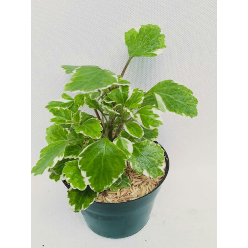 tanaman hias miana variegata putih