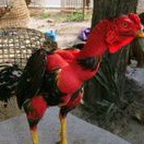 

TELUR AYAM PETARUNG TANGGUH SAIGON UNTUK DI TETASKAN