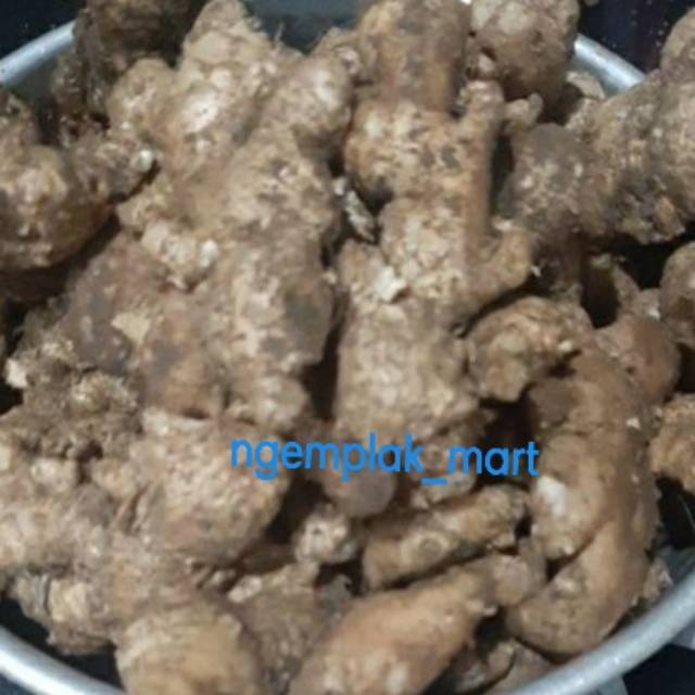 

Jahe emprit lokal jahe biasa jahe segar 250 gram jahe murah jahe kecil
