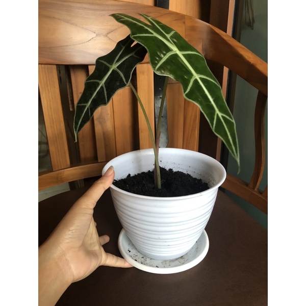 alocasia amazonica