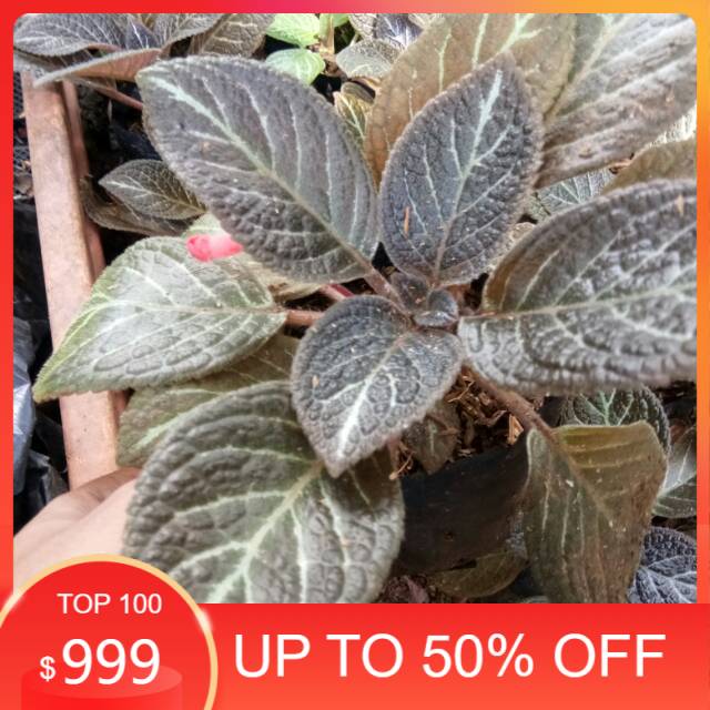 episcia coklat - tanaman hias gantung - episcia- tanaman hias